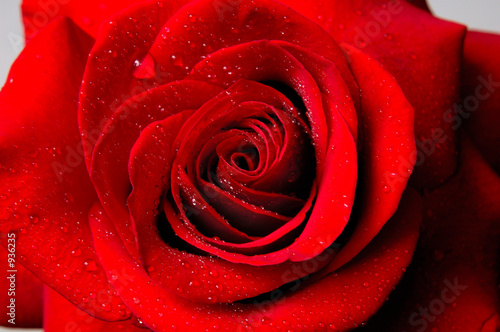 Fototapeta Naklejka Na Ścianę i Meble -  beautiful red rose
