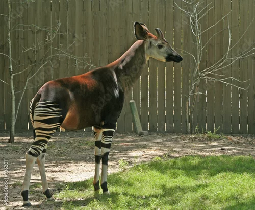 Obraz okapi