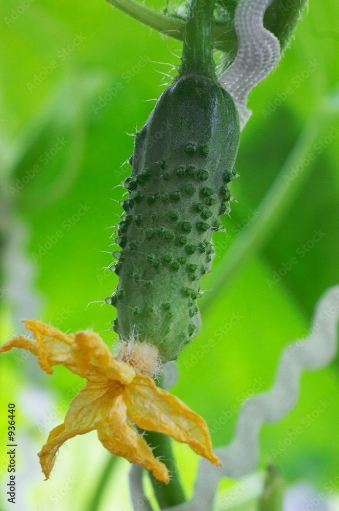 Fototapeta premium fresh cucumber