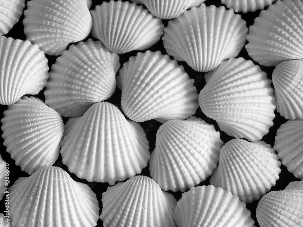 muschelrauschen muschelrauschen