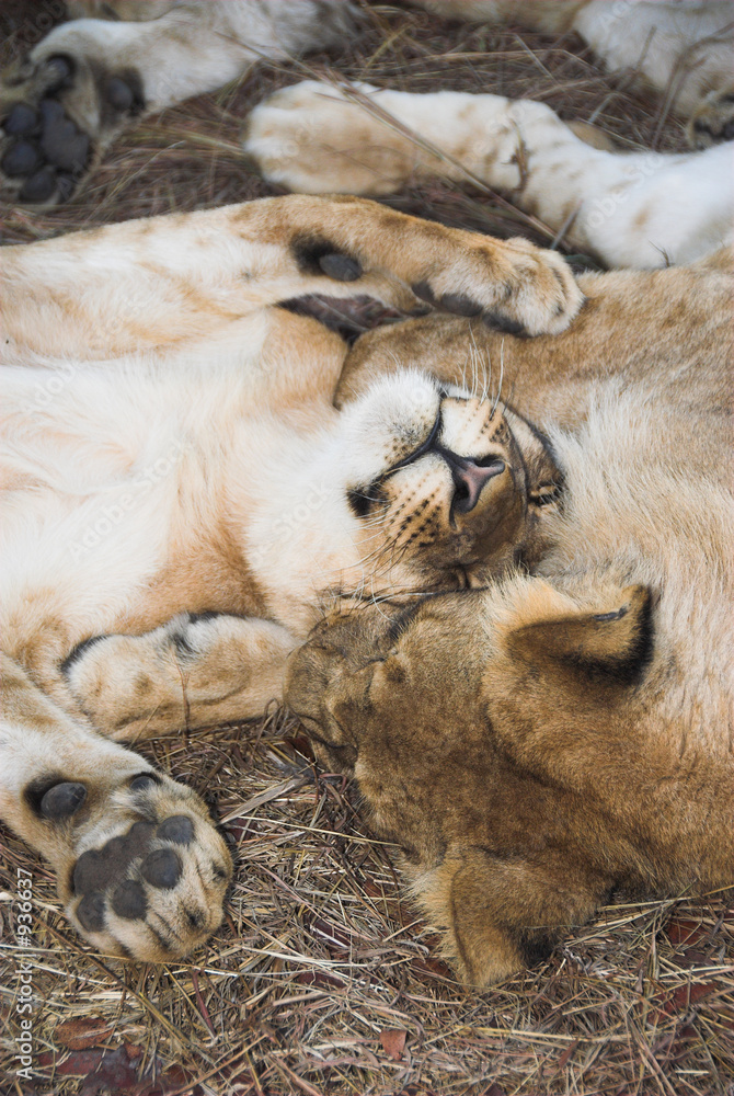 Naklejka premium africa lion (panthera leo)