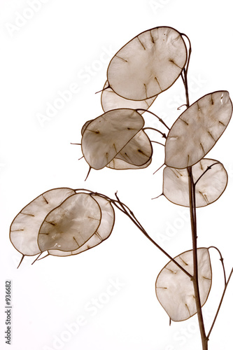 lunaria annua