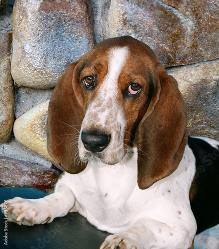 basset hound