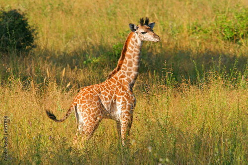 junge giraffe - young giraffe
