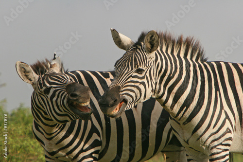 Fototapeta Naklejka Na Ścianę i Meble -  zebras beim spiel