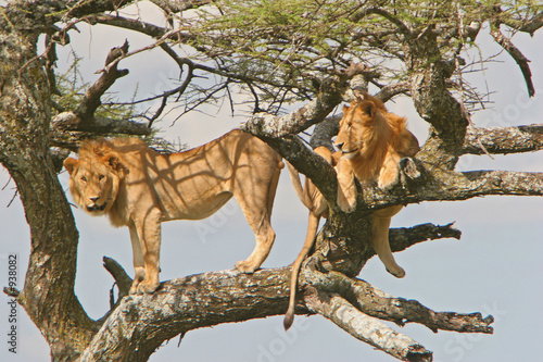 löwen sitzen auf baum - lions on tree