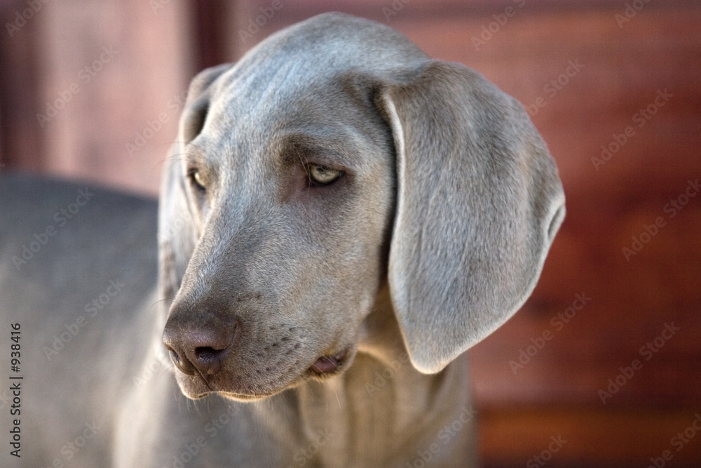 Fototapeta premium dog weimaraner