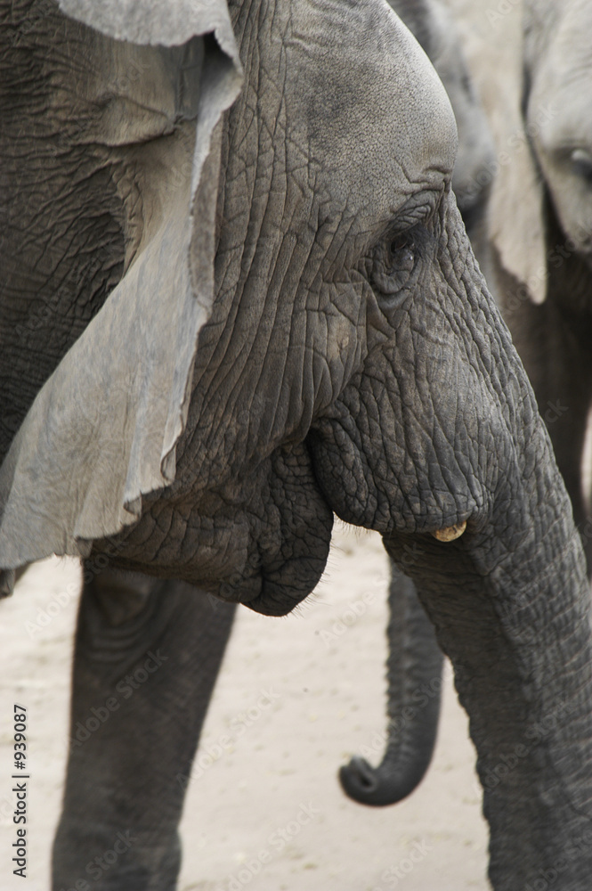 africa elephants (loxodonta africana)