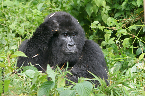 nachdenkliches gorilla weibchen © biamiti