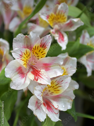 alstroemeria flowers