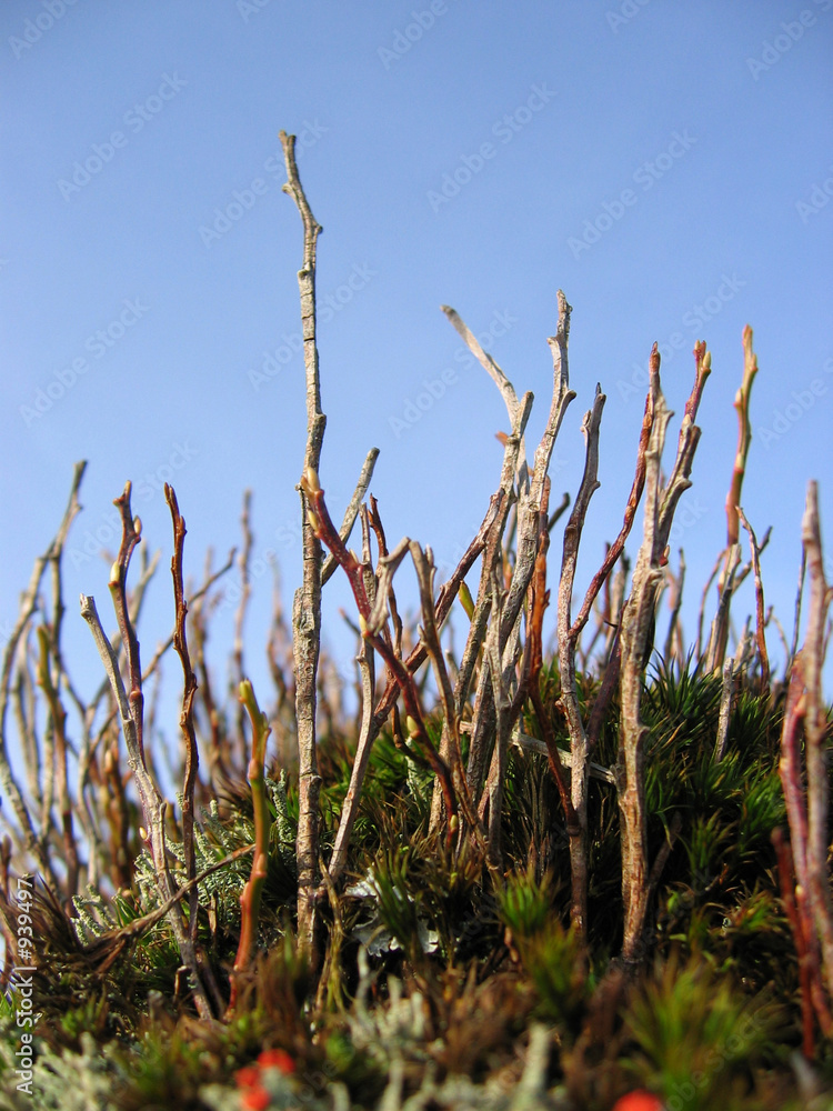 dense clump of competing stems dense clump of competing stems