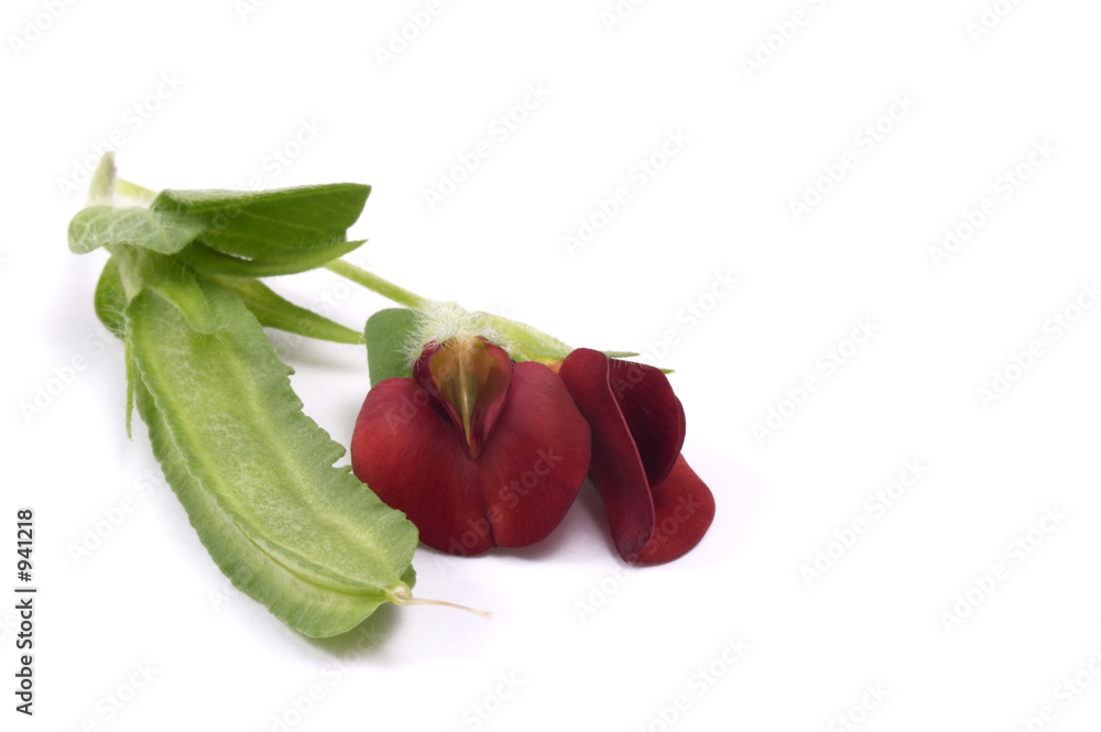exotic bean and red flowers exotic bean and red flowers