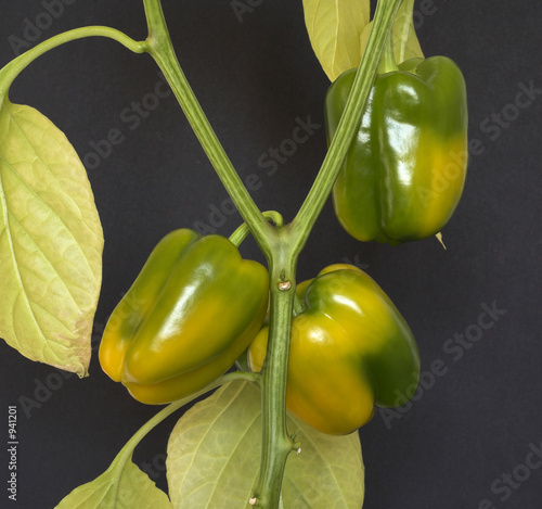 bell peppers ripening