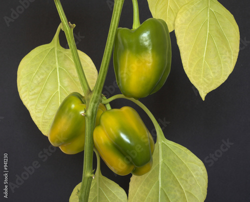 bell peppers ripening