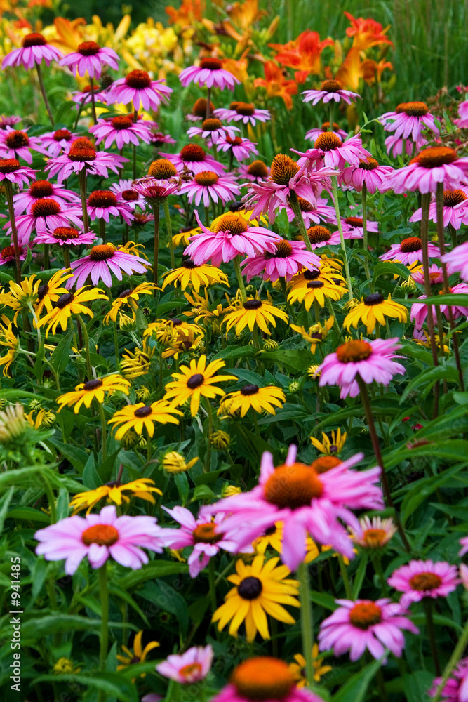 Fototapeta premium wild flowers