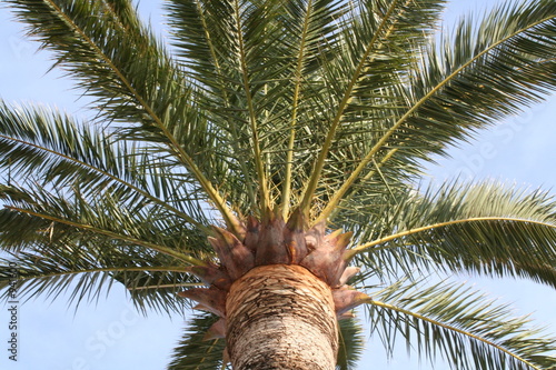 palmier de cannes