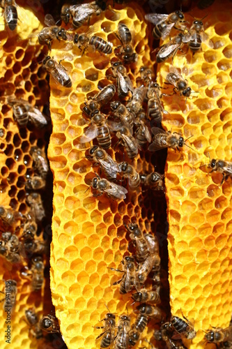 abeilles photo