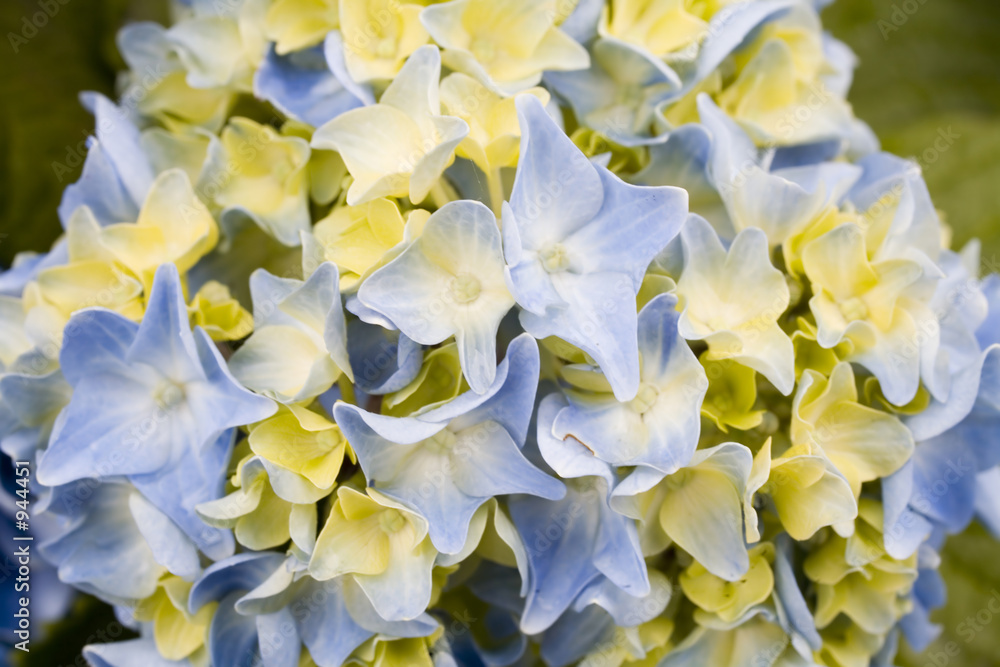 Fototapeta premium stock photo blue and green hydrangea flower