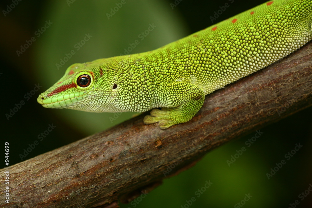 gecko gecko