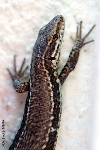 lézard des murailles (podarcis muralis) 0227