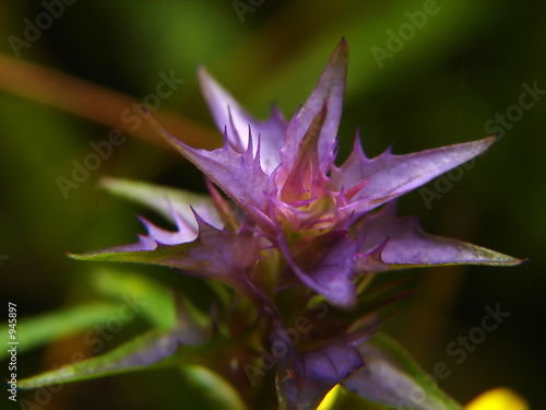 wild flower