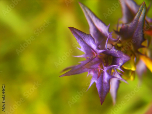 purple flower