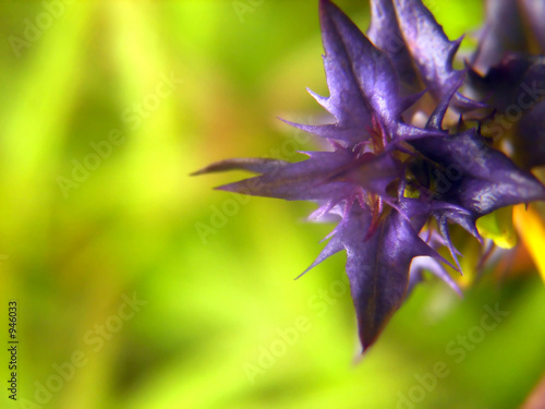 purple magic flower