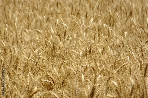 field of grain c