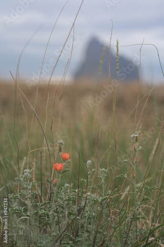 orange flowers at shiprock