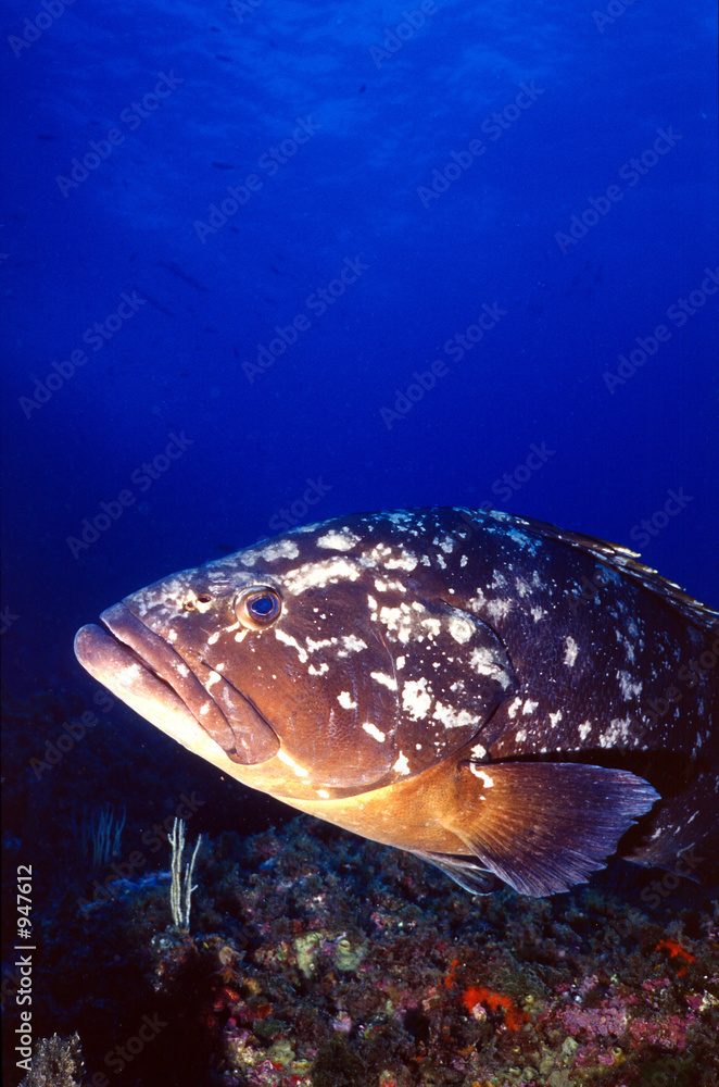 Fotografia dusky grouper