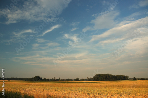 white clouds, blue sky and the yellow corn