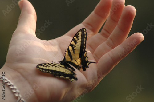 eastern tiger swallowtail photo