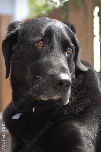 Wallpaper Mural puppy eyes Torontodigital.ca
