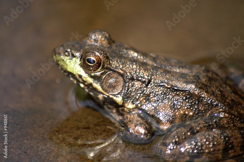 ribbit © Sara Robinson