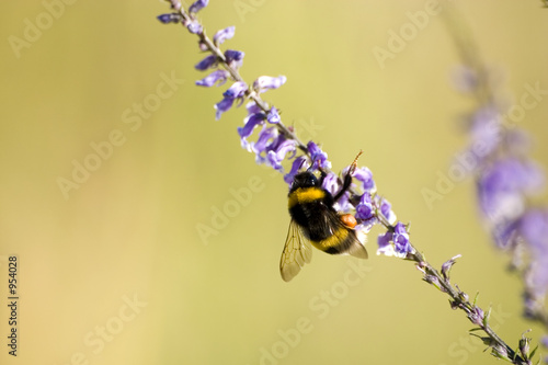 bee3