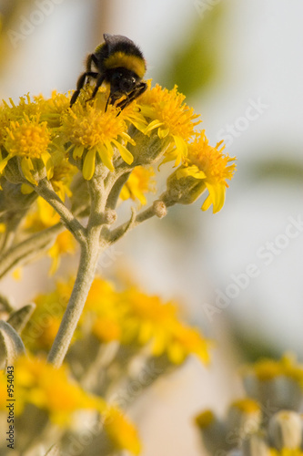 bee2