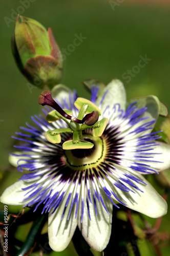 passiflora mit knospe