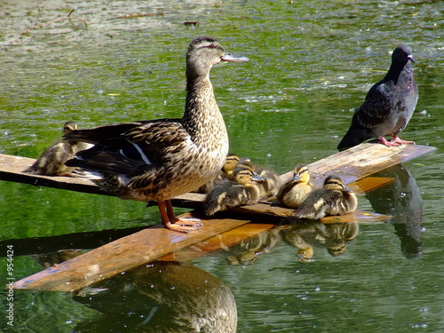 water birds