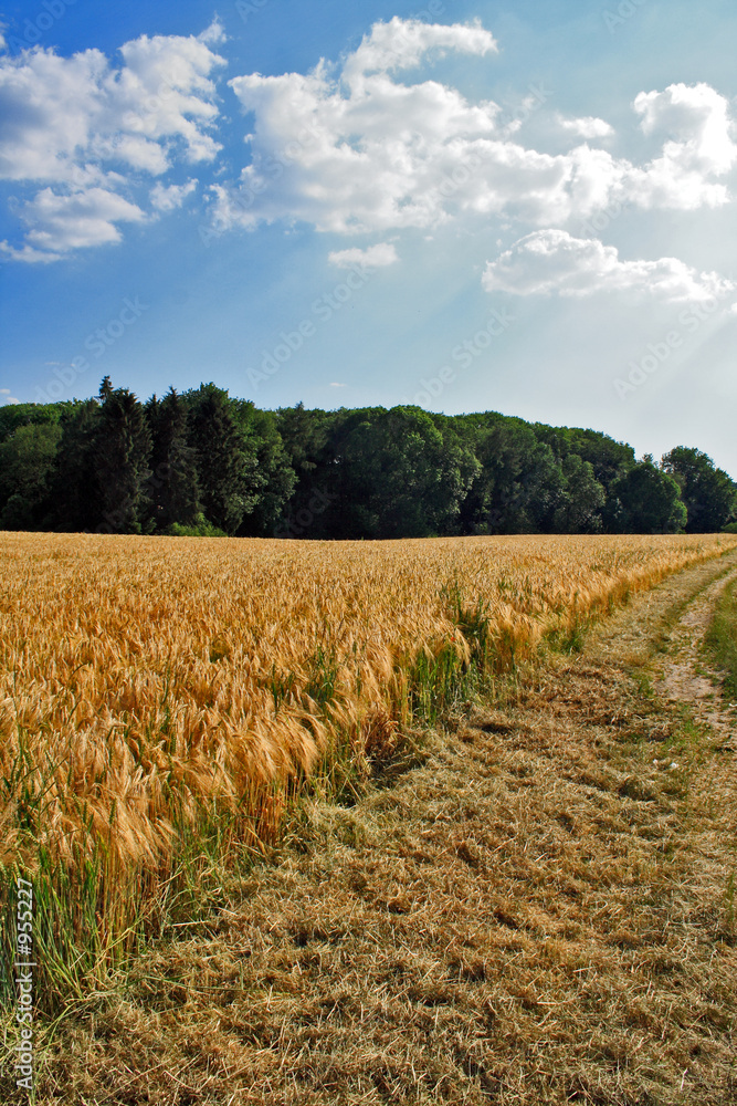 weg am kornfeld weg am kornfeld
