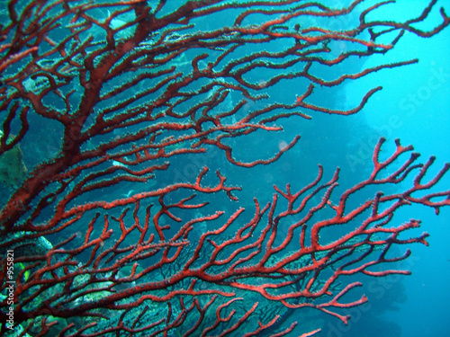 corail des caraibes