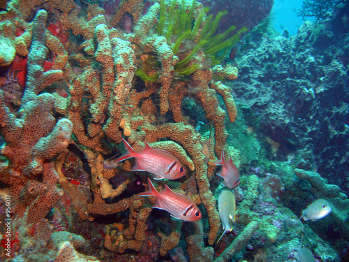 mer des caraibes photo