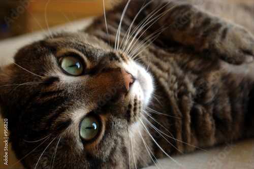 cat looking