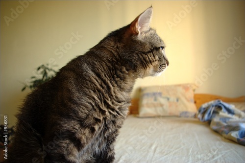 cat waiting