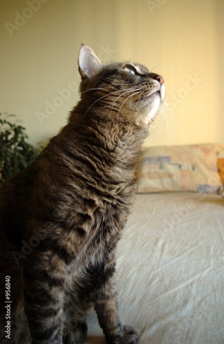 cat waiting