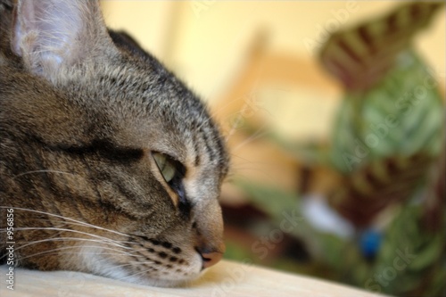 cat on a blurred background