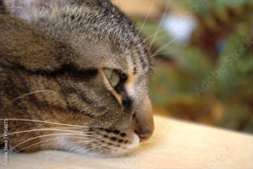 cat on blurred background
