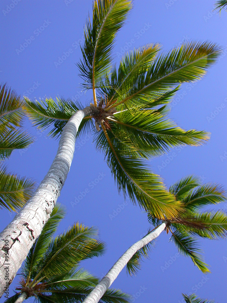 Naklejka premium sky palm