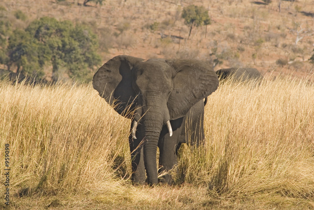 Fototapeta premium frican elephant