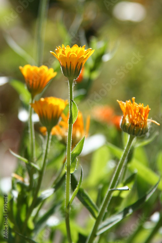 massif de fleurs