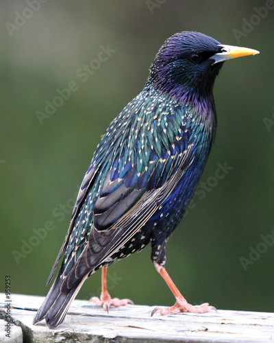 starling